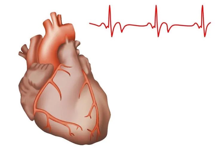 心跳快慢影响寿命？心率多少好？专家研究结果公布，不妨对照自查