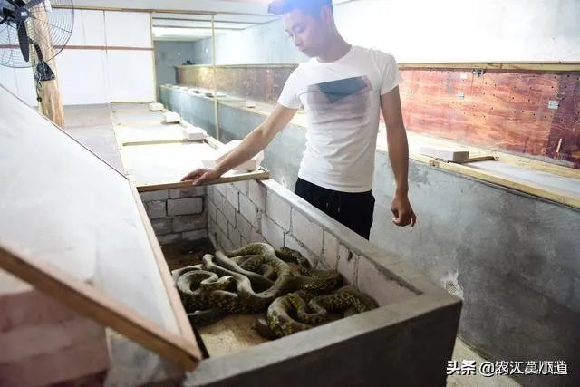 蛇类养殖如何避免蛇吃蛇?