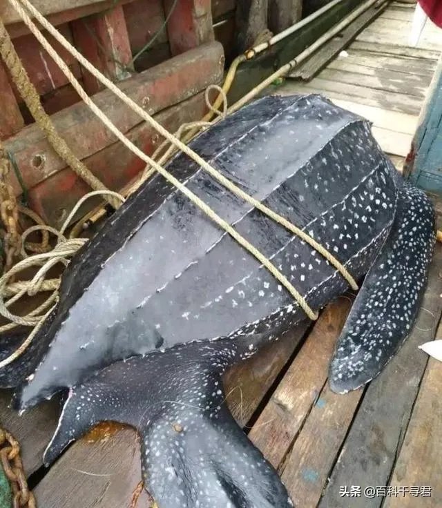 1965年黄河巨鳖事件是不是真实的？有何依据？