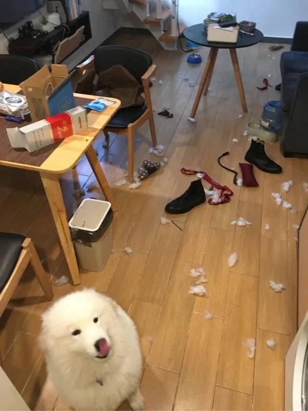 萨摩耶到底有多蠢？