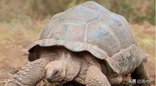 1965年黄河巨鳖事件是不是真实的？有何依据？