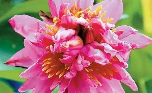 广州七蒂莲获吉尼斯世界纪录，你见过七蒂莲吗？