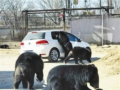 游客在八达岭野生动物园猛兽区开窗投食，被黑熊咬伤手臂，你怎么看？
