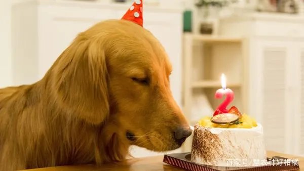 圣诞节跟狗狗一起怎么庆祝度过呢？