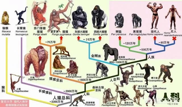 有没有可能地球是人类的监狱?我们却是外星物种,恐龙被我们清场了?