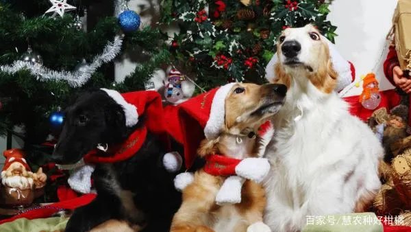 圣诞节跟狗狗一起怎么庆祝度过呢？