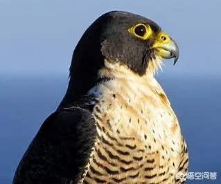 世界上飞的最高、飞的最远或飞的最快的鸟有哪些？