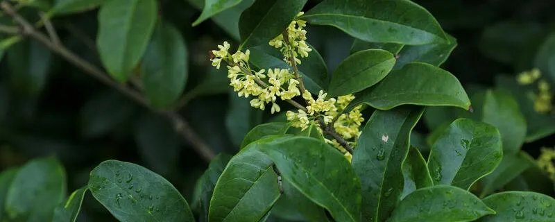 桂花能在北方种植么 桂花树适合北方种植吗
