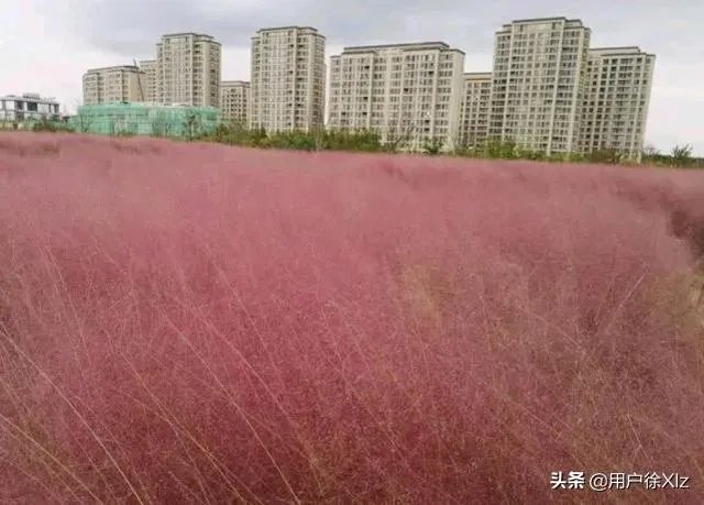 上海奉贤区东端这个镇