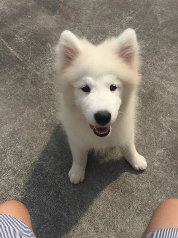 萨摩耶到底有多蠢？