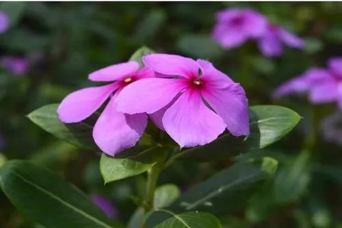 北方四季常青又耐寒的花树有哪些?