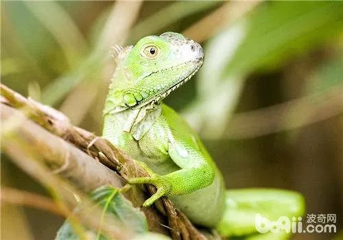 绿鬣蜥怎么养？