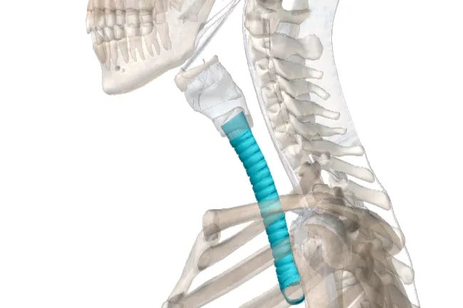 人的气管与食道的示意图