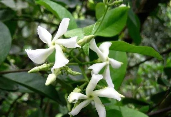 北方四季常青又耐寒的花树有哪些?