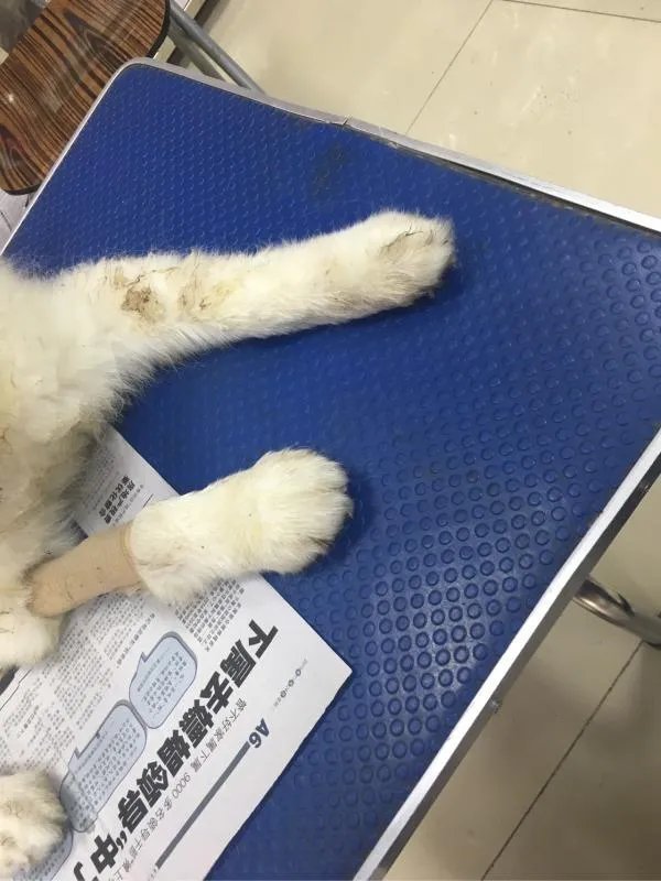 萨摩耶到底有多蠢？