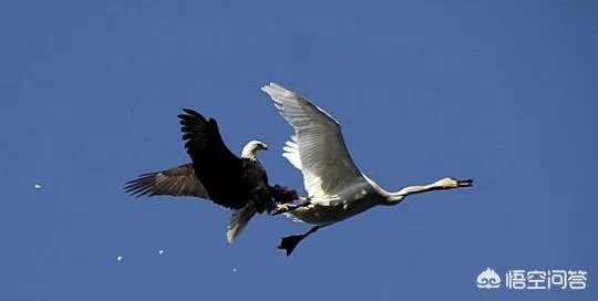 世界上飞的最高、飞的最远或飞的最快的鸟有哪些？