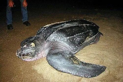 1965年黄河巨鳖事件是不是真实的？有何依据？