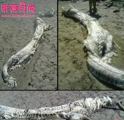 村民修路竟然意外挖出千年真龙（组图）