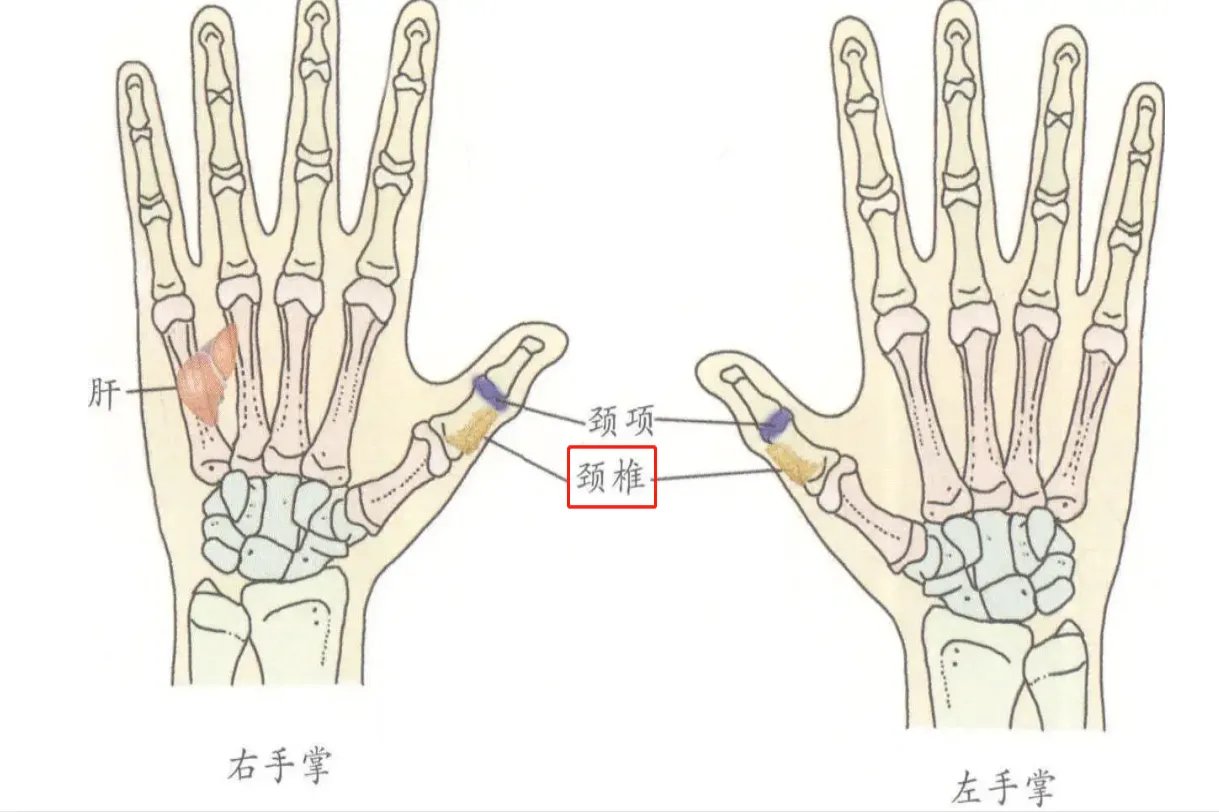 手上颈椎反射区图