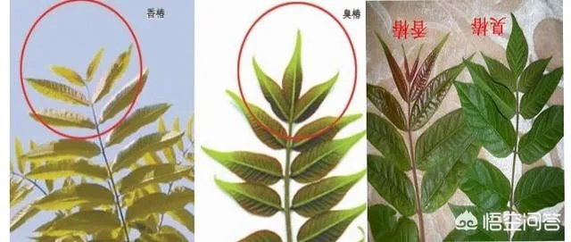 春芽树和香椿的区别