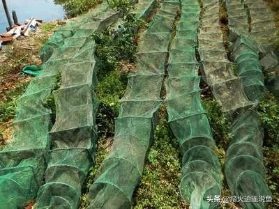 地笼捕鱼一般能捕多大的?要注意什么?