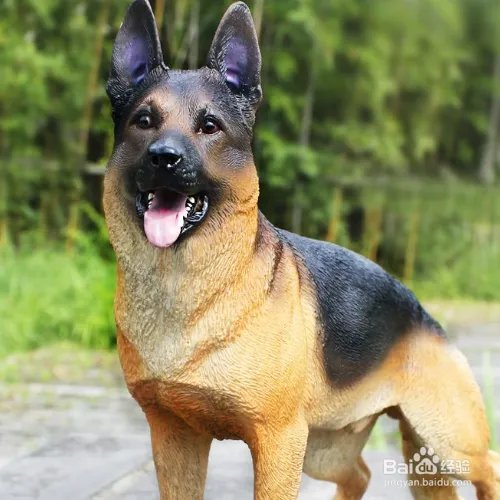 狼狗的价格高吗？