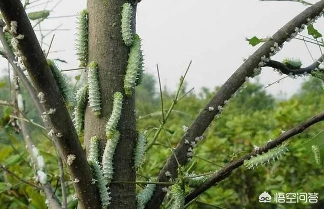 春芽树和香椿的区别