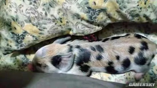 女子的迷你宠物猪养成500斤大肥猪 虽然被骗但继续养了下去