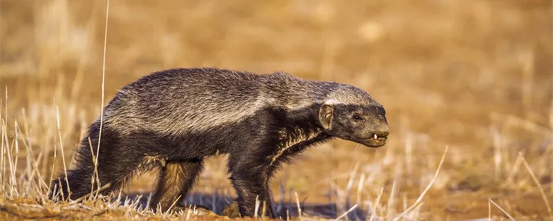 人称平头哥的动物是什么