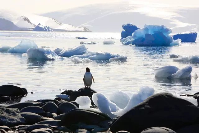唯一没有新冠的大陆被破：智利南极基地暴发疫情