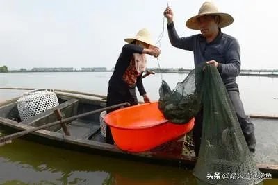 地笼捕鱼一般能捕多大的?要注意什么?