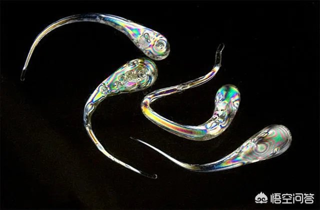 子弹都打不碎的“鲁珀特之泪”为何一捏尾部就碎了?