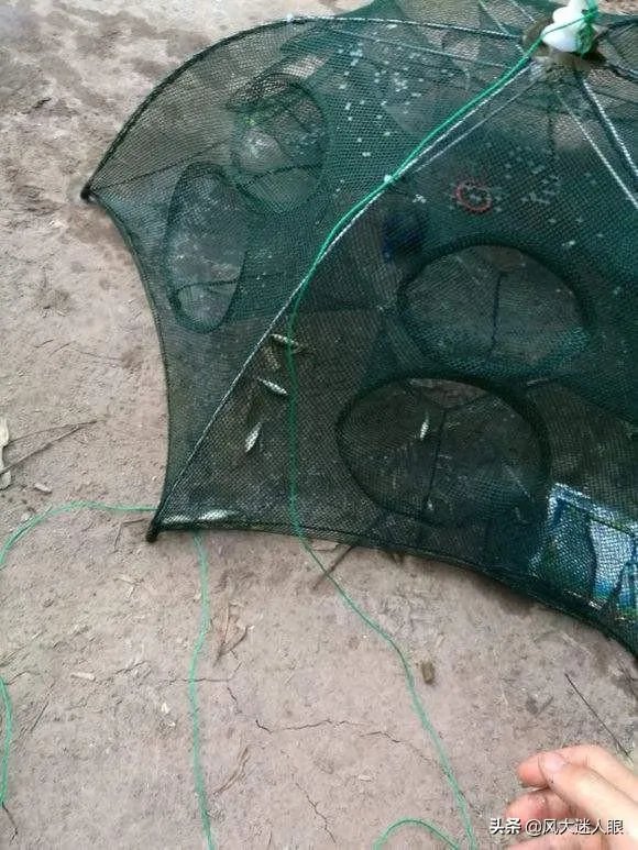 地笼捕鱼一般能捕多大的?要注意什么?