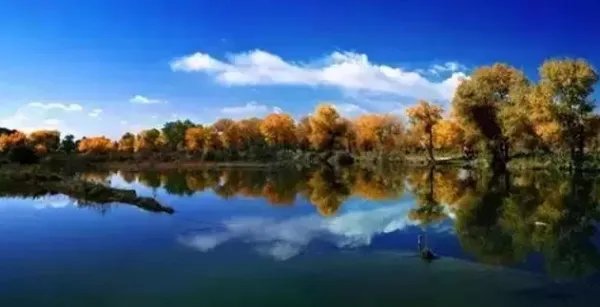 塔里木河胡杨林美如画，如何描述这一美景？