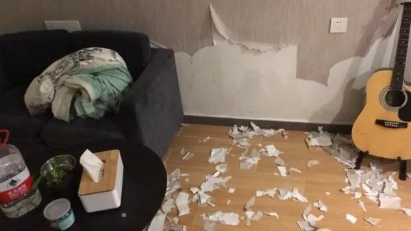 萨摩耶到底有多蠢？