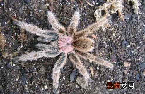 火玫瑰蜘蛛寿命是多长