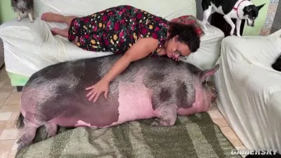 女子的迷你宠物猪养成500斤大肥猪 虽然被骗但继续养了下去