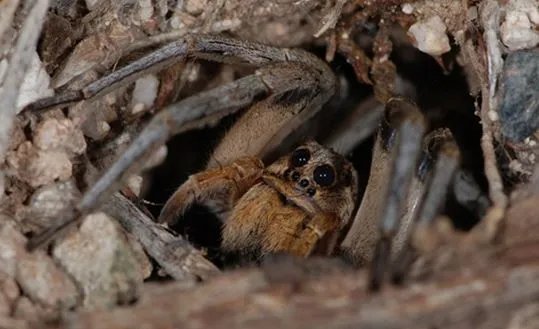 男子发现奇怪洞口:查看后被吓得连退几步(图)