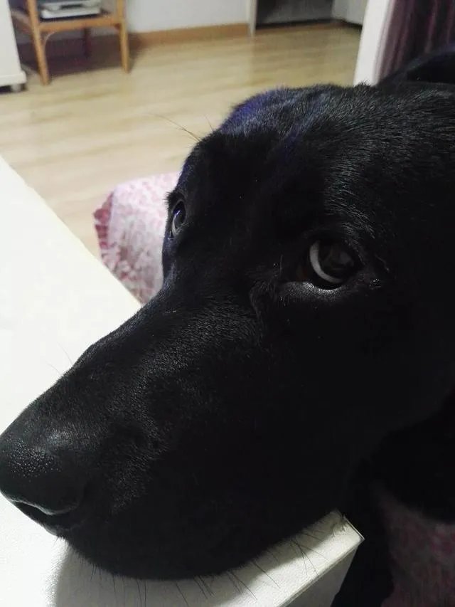 当你的猫或者狗狗去世之后，你还会再养吗？