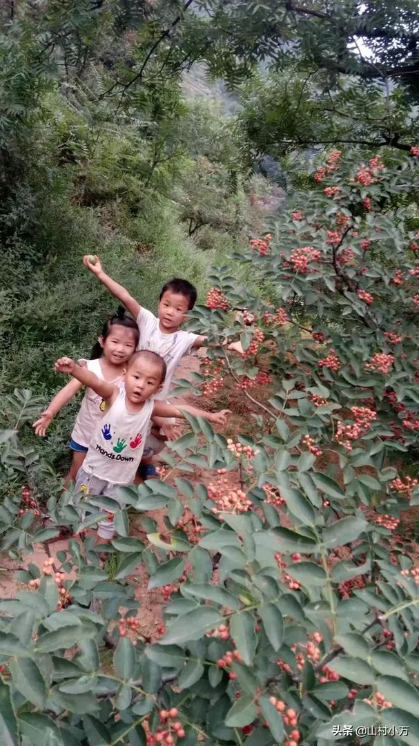 今年花椒树狂枝多怎么办？