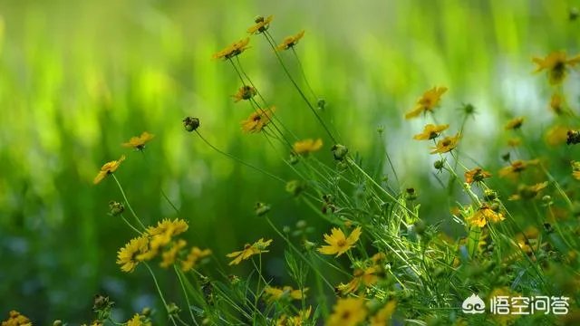 尼康70-200与80-400哪款更实用？为什么？