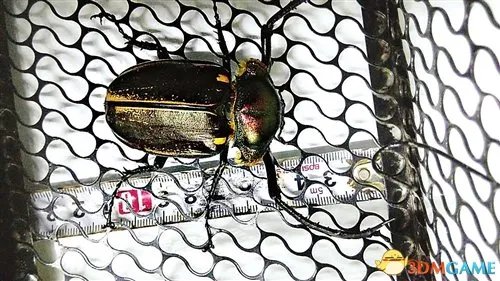 男子放生彩臂金龟 价格高达数十万曾在国内灭绝