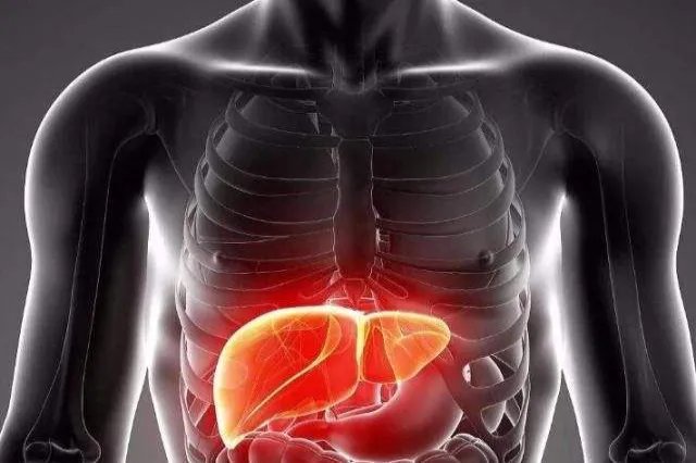 肝人体器官图