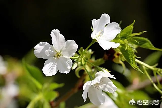 下图这是什么花？