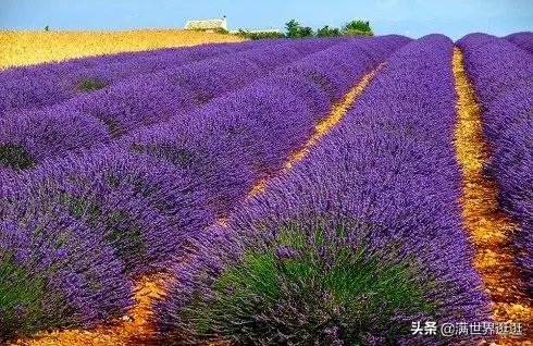 上海奉贤区东端这个镇