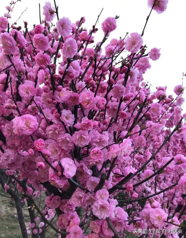 哈里跟英国王室闹掰!放弃王子身份,是谁在吹耳边风?