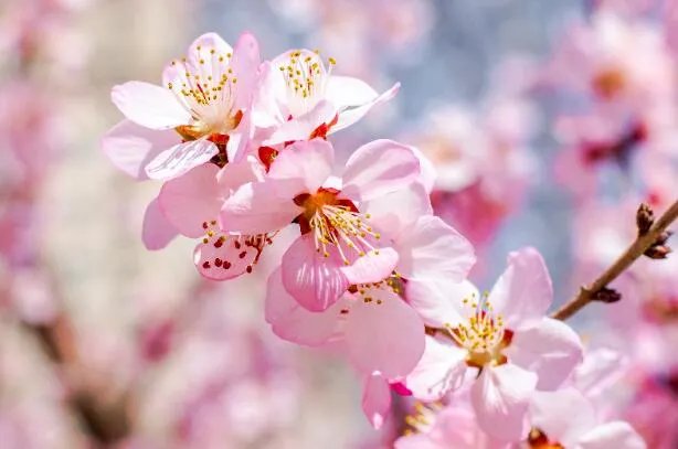 2021成都青白江樱花节是什么时候 成都青白江樱花节起止时间表