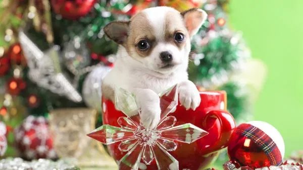 有什么好的日语学习交流网站/论坛吗