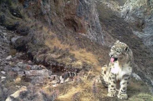 澜沧江源雪豹靓照为什么那么难拍到？
