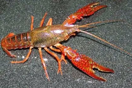 湖北高校首开"小龙虾"专业是怎么回事?